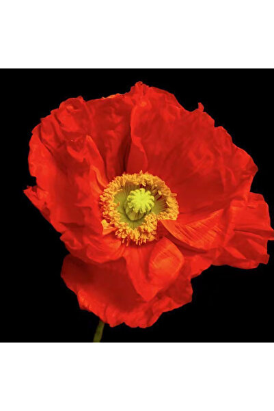 Bloom & Sow Seed Bright Red Iceland Poppy Seeds, Crinkled Paper‑Like Petals, ...
