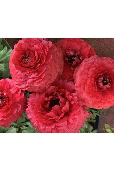 Bloom & Sow Seed Vivid Scarlet Double Ranunculus Bulbs, Lush Multi‑Layer Peta...