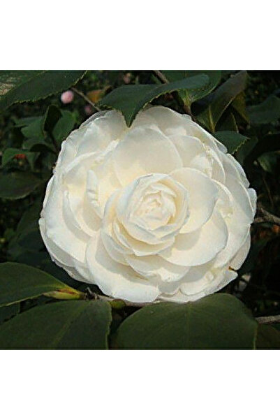Bloom & Sow Seed Snow‑White Full‑Double Camellia Japonica Seeds, Evergreen Pe...