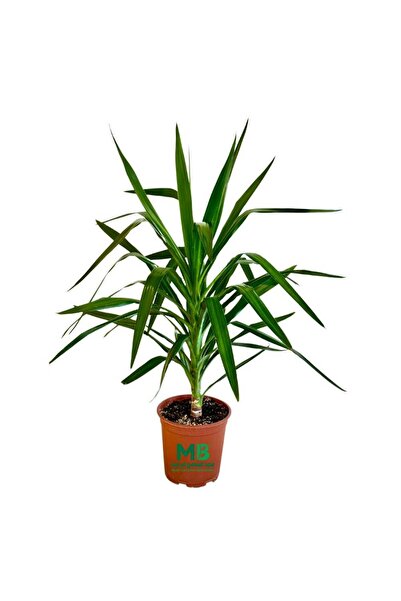 OEMS Yucca 1 Stem Pot 24cm