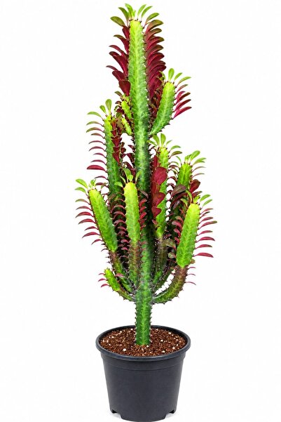 ERNAZ Süt Ağacı Kaktüsü Kırmızı Renk Euphorbia Trigona 50-60 Cm Boy