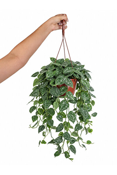 gardenkoala Scındapsus Askılı – Scindapsus – 15 cm Saksı