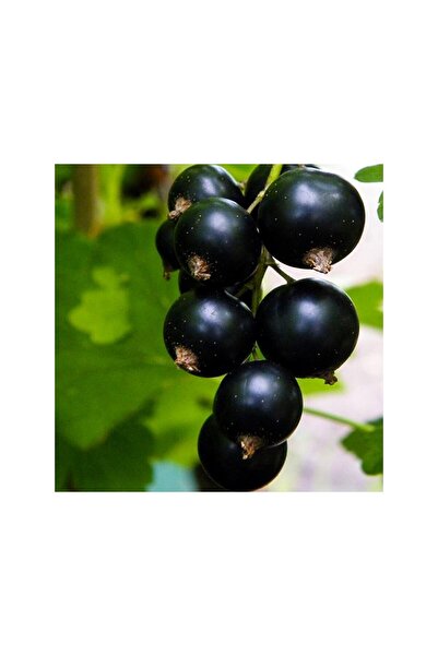 Genel Markalar Black Rosenthals Frenk Üzümü Fidanı 10-20 cm