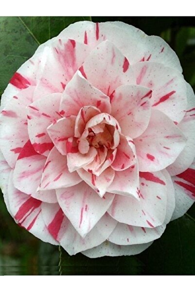 fidanistanbul Camellia Japonica Bonomiana Beyaz Çiçekli Pembe Çizgili Kamelya...