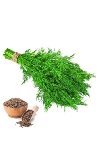 Yerli 5000 Ad. Dere Otu Toros Meltemi Tohumu. 1 M² Için 250-300 Ad Tohum