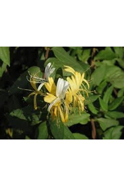 fidanistanbul Kokulu Hanımeli Fidanı Lonicera japonica Halliana 120 cm Saksıda