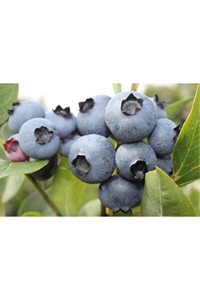 BURSATARIM Bonus Yaban Mersini Fidanı ( Likapa - Mavi Yemiş ) Blueberry