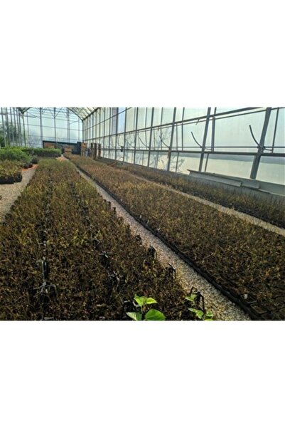 BURSATARIM Bonus Yaban Mersini Fidanı ( Likapa - Mavi Yemiş ) Blueberry