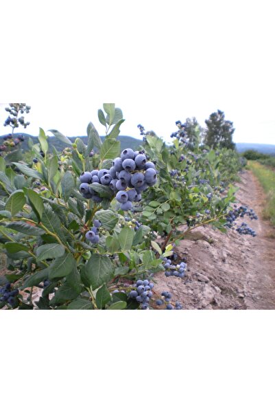 BURSATARIM Bluejay Yaban Mersini Fidanı ( Likapa - Mavi Yemiş )