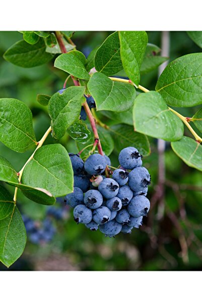 BURSATARIM Bluejay Yaban Mersini Fidanı ( Likapa - Mavi Yemiş )