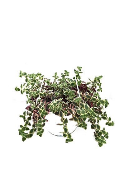 Betonish Crassula Marginalis