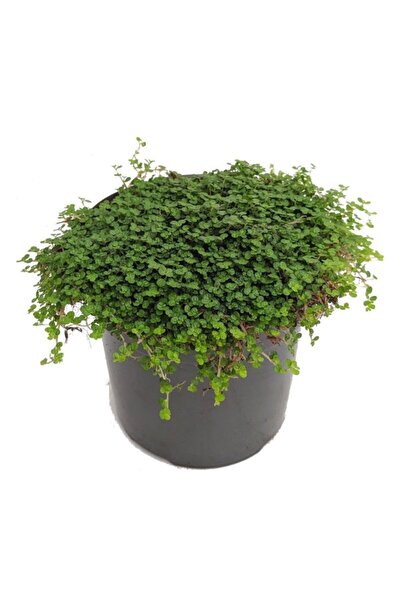 fidanistanbul Arapsaçı Bitkisi Helxine Soleirolii, Saksıda