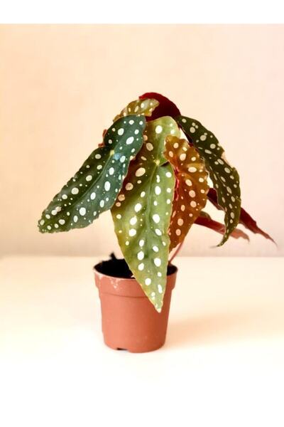 Genel Markalar Begonya Maculata - Çilli Begonya 20 Cm Saksı Bitkisi - Ev Bitkisi