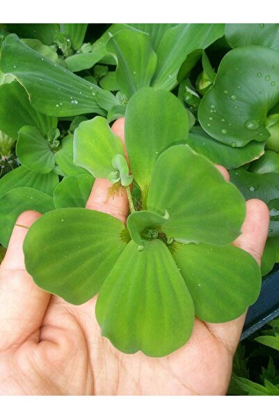 EMAPET Pistia Su Marulu Canlı Su Üstü Bitkisi 5 Adet (xl Boy)
