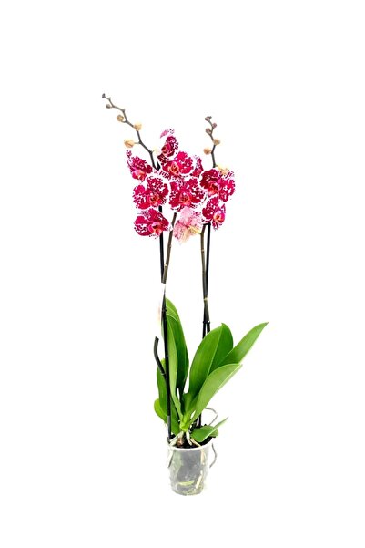 fidanova Phalaenopsis Orkide , Çift Dallı Orkide 60-80cm Arası Boyunda, Puant...