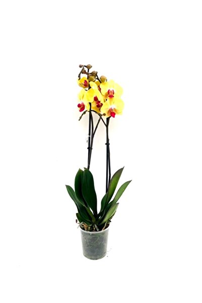 fidanova Phalaenopsis Orkide , Çift Dallı Orkide 60-80cm Arası Boyunda, Koyu Sarı
