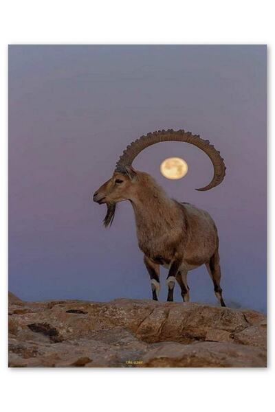 Cakatablo Ahşap Tablo Dağ Keçisi Ve Dolunay Hızırın Keçisi (25x35 Cm Boyut)