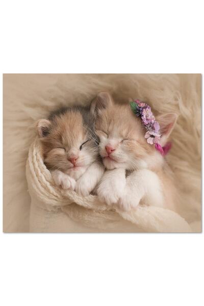 Cakatablo Ahşap Tablo Birlikte Uyuyan Sevimli Yavru Kediler (50x70 Cm Boyut)