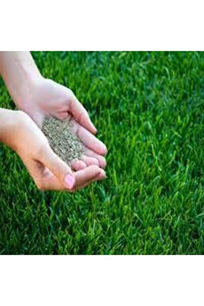 Köy Tohumları 1000 gram Çim Tohumu Ithal 3lü Karışım Özel Çim Yeşil Çim Tohum...