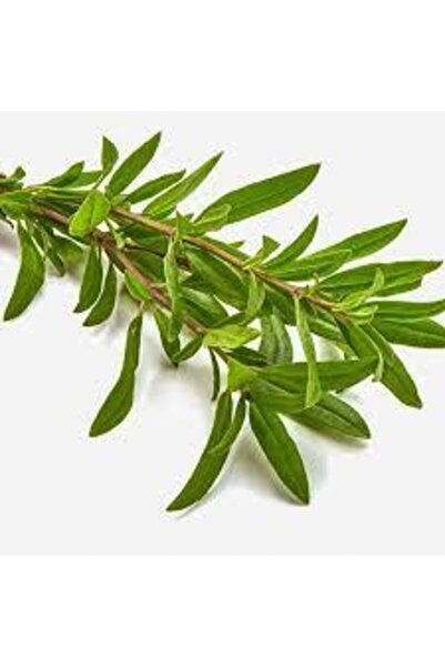 Köy Tohumları 50 Adet Tohum Organik Kekik Tohumu Aromatik Dağ Kekiği Tohumu S...