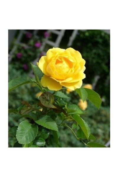 fide marketim Sarı Limon Gülü Yediveren Kokulu Açık Kök Gül Fidanı