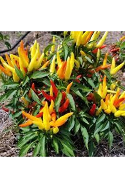 Köy Tohumları 50 Adet Tohum Yediveren Acı Süs Biberi Tohumu Süper Kalite Turş...