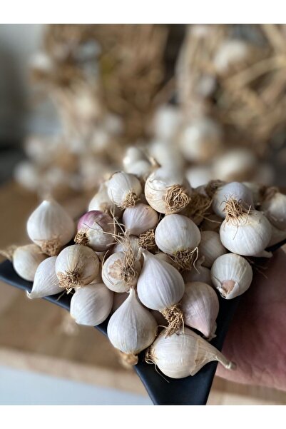 Taşköprü Sarımsağı Tek Diş Taşköprü Sarımsak Pratik Soyumlu Mürdük Turşuluk, Kürlük Ata %100 Yerli Tohum