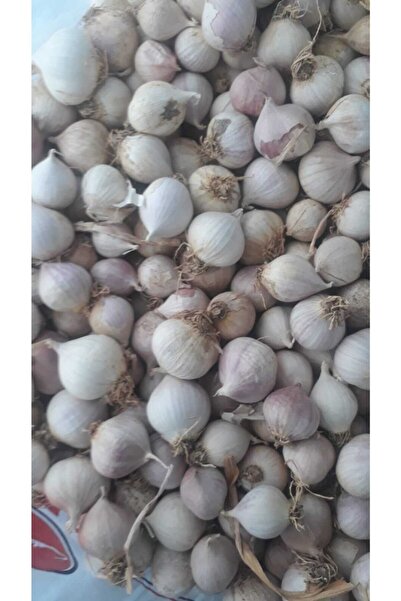 Taşköprü Sarımsağı Tek Diş Taşköprü Sarımsak Pratik Soyumlu Mürdük Turşuluk, Kürlük Ata %100 Yerli Tohum