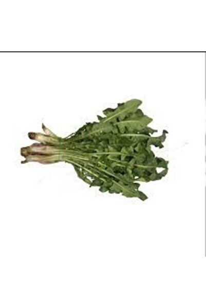 Köy Tohumları 20 Adet Tohum Hindiba Hindibağı Radika Otu Doğal Dağ Hindiba To...