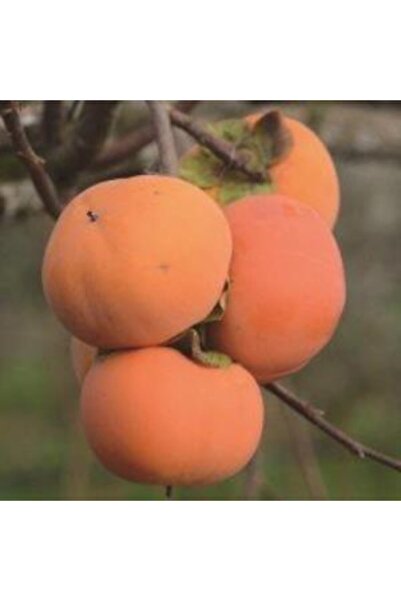 Mutlu Paket Tüplü Çikolata Aromalı Hachiya Trabzon Hurması Fidanı