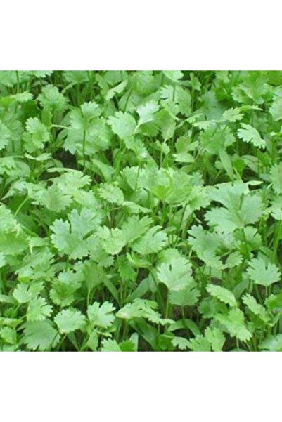 Mutlu Paket Şifa Deposu Kişniş Fidesi(5 Adet)