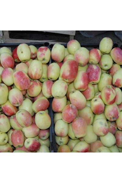 Mutlu Paket Tüplü Aşılı Yarıbodur Kars Kağızman Uzun Elma Fidanı