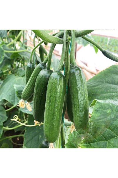 Mutlu Paket Doğal Sırık Salatalık (hıyar) Fidesi (5 Adet)