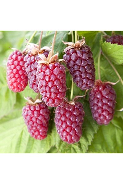 Mutlu Paket Tüplü Özel Böğürtlen Ahududu Melezi Loganberry Fidanı