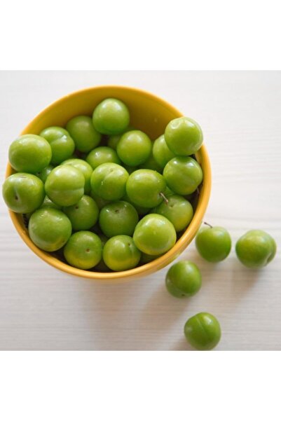 Mutlu Paket Tüplü Aşılı Erkenci Bol Verimli Yeşil Cin Erik Fidanı