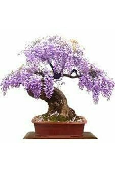 Köy Tohumları 10 Adet Tohum Bodur Jakaranda Bonsai Ağacı Tohumu Saksı Toprak ...