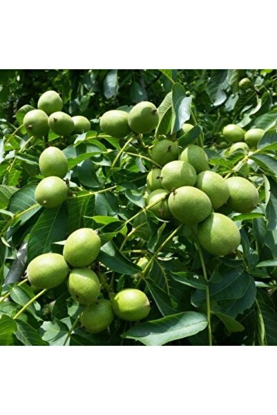 Mutlu Paket Tüplü Aşılı Bol Verimli Fernor Ceviz Fidanı