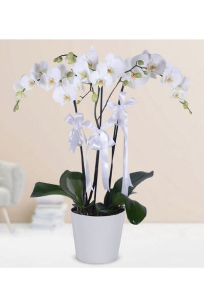 Duygu organizasyon ve çiçekçilik Canlı 3 Dal Beyaz Orkide Çiçeği