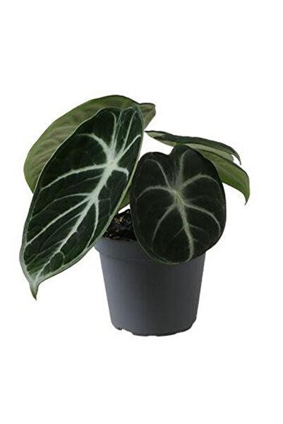 Eufloria Alocasia reginula 'Ninja'