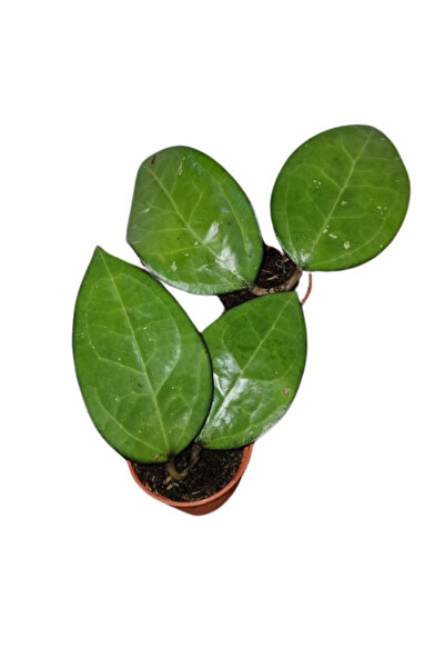 Eufloria Hoya sp. Malang Ø10.5cm