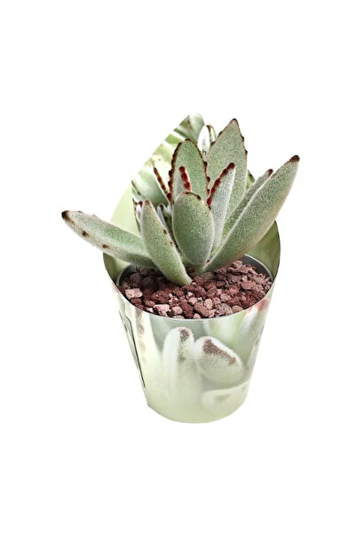 Eufloria Kalanchoe tomentosa Ø7cm