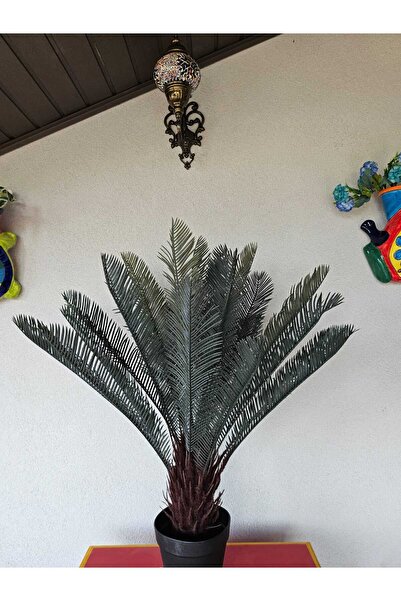 OEM Palmier Sago Cycas 80cm