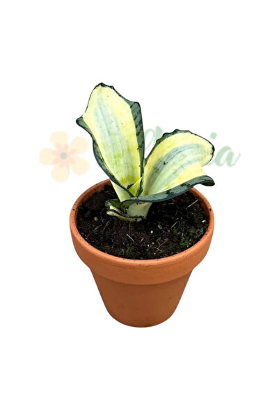 Eufloria Sansevieria 'Wendy Yellow' Ø8cm
