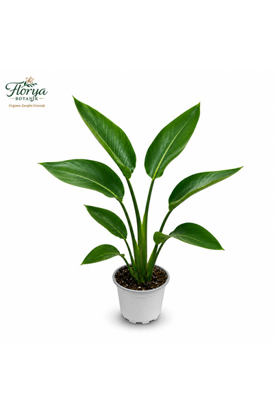 Florya Botanik Starliçe Cennet Kuşu Çiçeği - Strelitzia Canlı Salon Bitkisi 3...