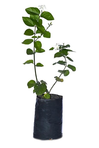 YASMİN ORGANİK TARIM Yasemin Arap Yasemini Fidanı 10-20 cm