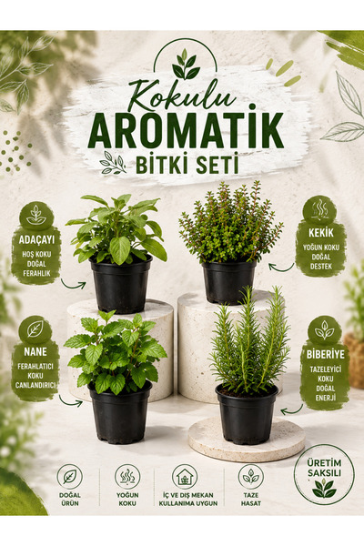 Bitkim Sende Aromatik KOKULU Mutfak Seti Adaçayı+Kekik+Nane+Biberiye Fidesi 4...