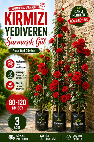 Bitkim Sende Videolu Kırmızı Yediveren Sarmaşık Kokulu 3 Adet Gül Fidanı Saks...