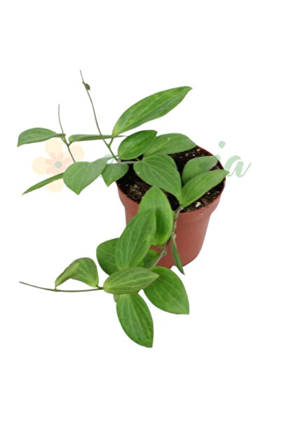 Eufloria Hoya sp. UT208 Ø12cm