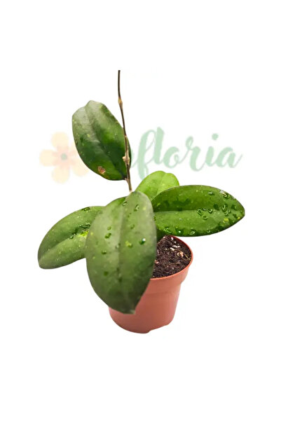 Eufloria Hoya 'Joy' Ø10,5cm