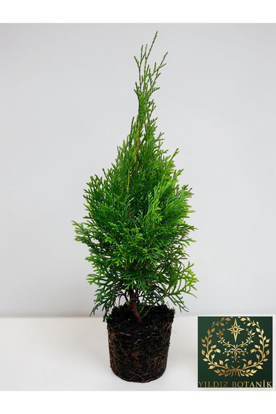 YILDIZ BOTANİK Smargat Mazı Fidanı Çit Bitkisi 'Thuja Smaragd' 25-30 CM